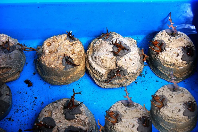 Assessing marine restoration efforts
