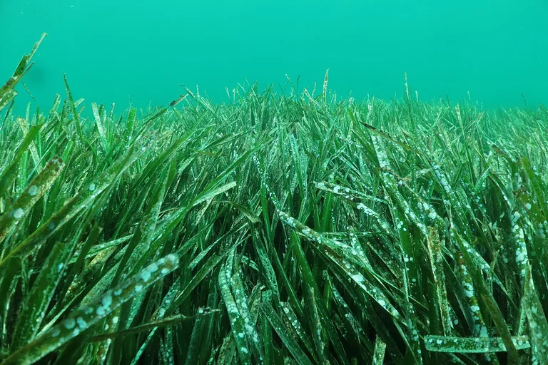 Habitat mapping and conditions assessment